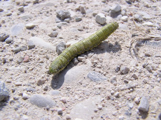 Identificazione larva